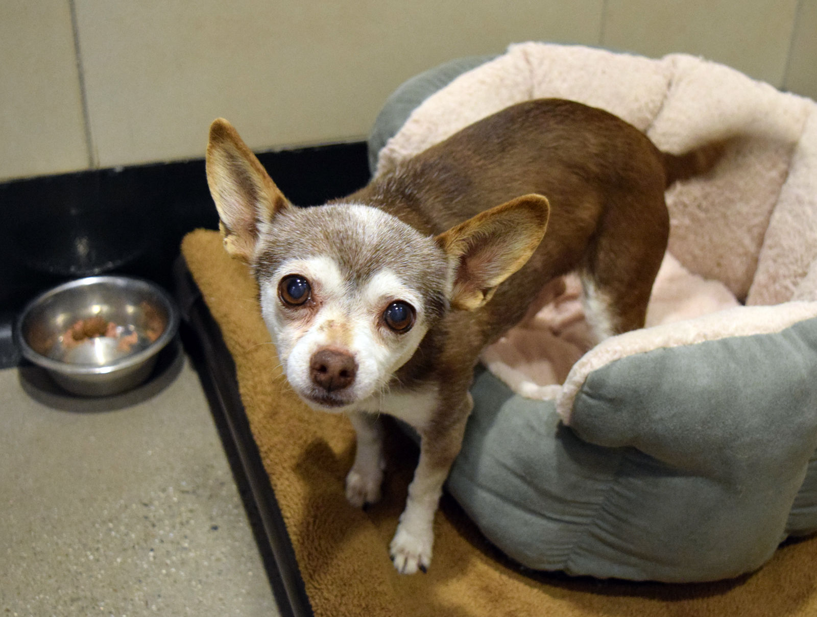 Pets in Need
